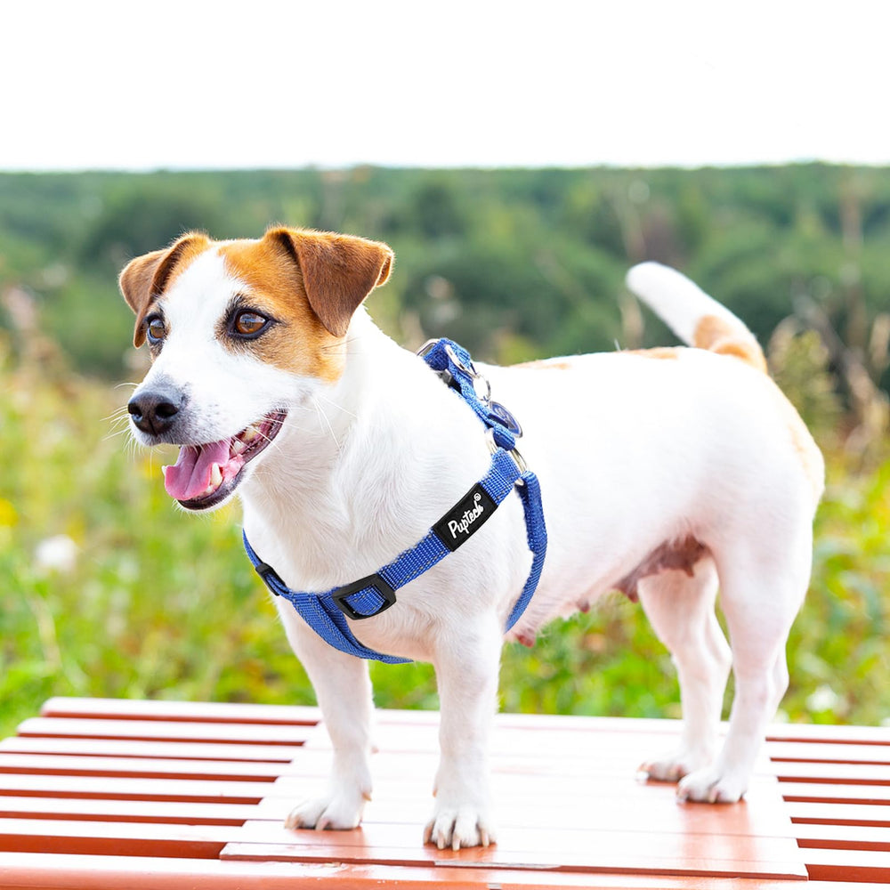 PUPTECK reflective stripes at dusk improve visibility.
