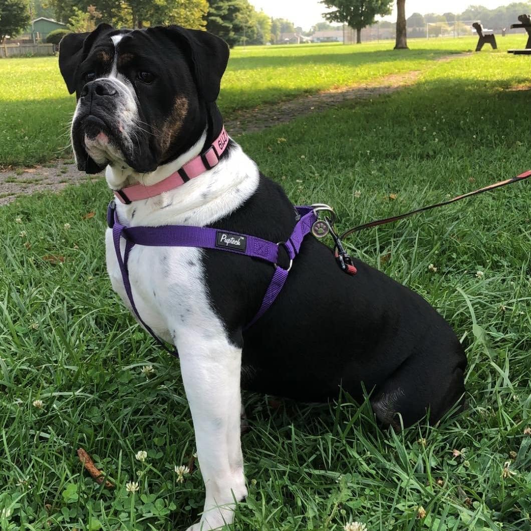 PUPTECK Size guide with adjustable straps for a reliable fit across breeds.
