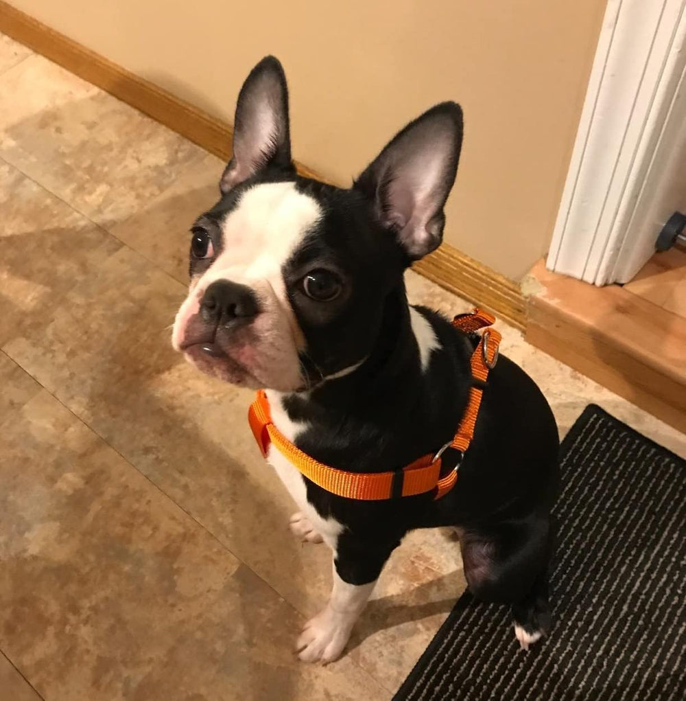 PUPTECK No Pull harness orange size guide enables secure fit.