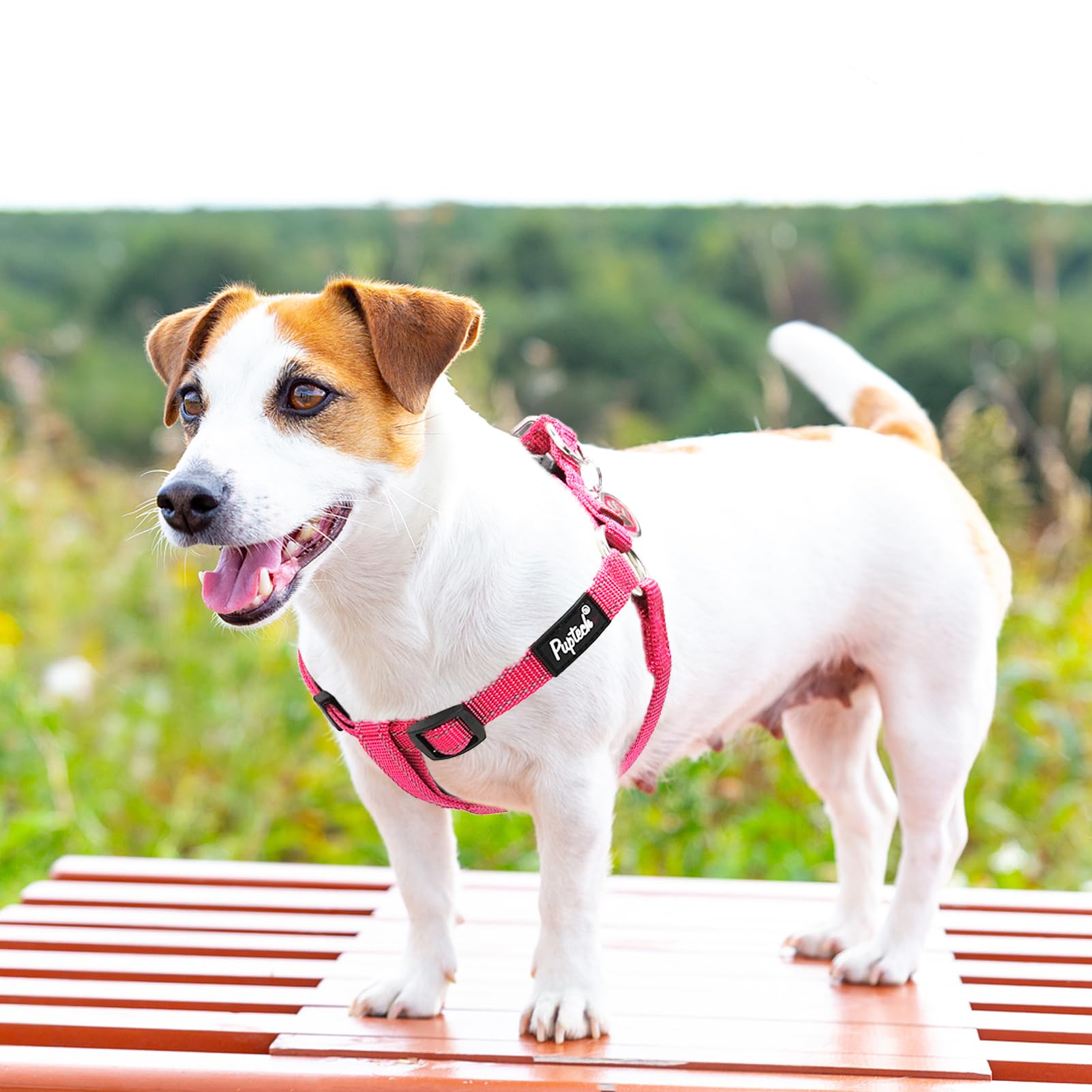 PUPTECK Size guide XS-S-M-L helps achieve a secure fit across breeds.