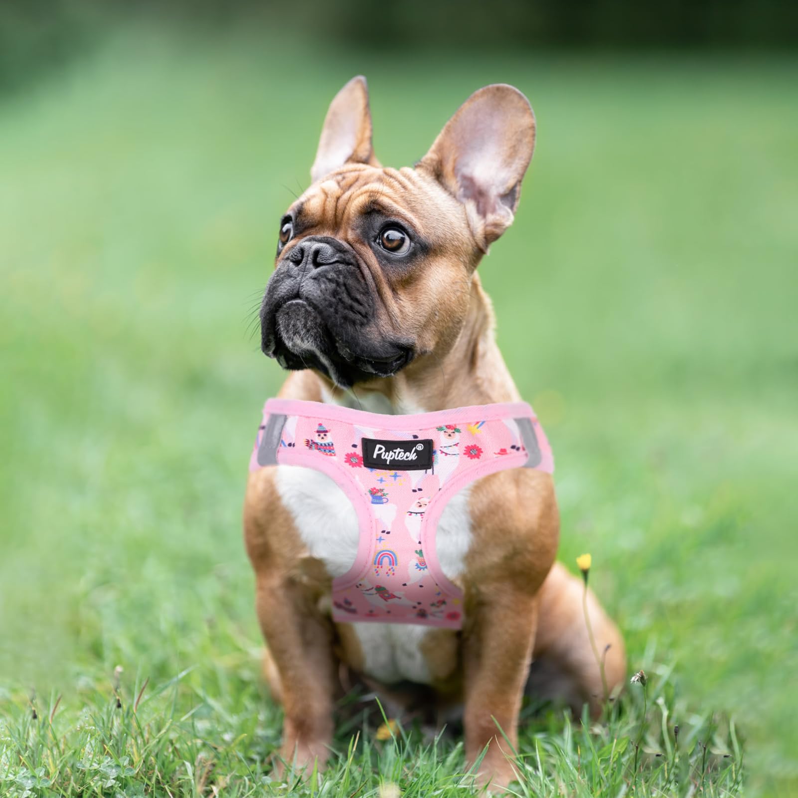 PUPTECK small dog size chart guide image helps proper fit