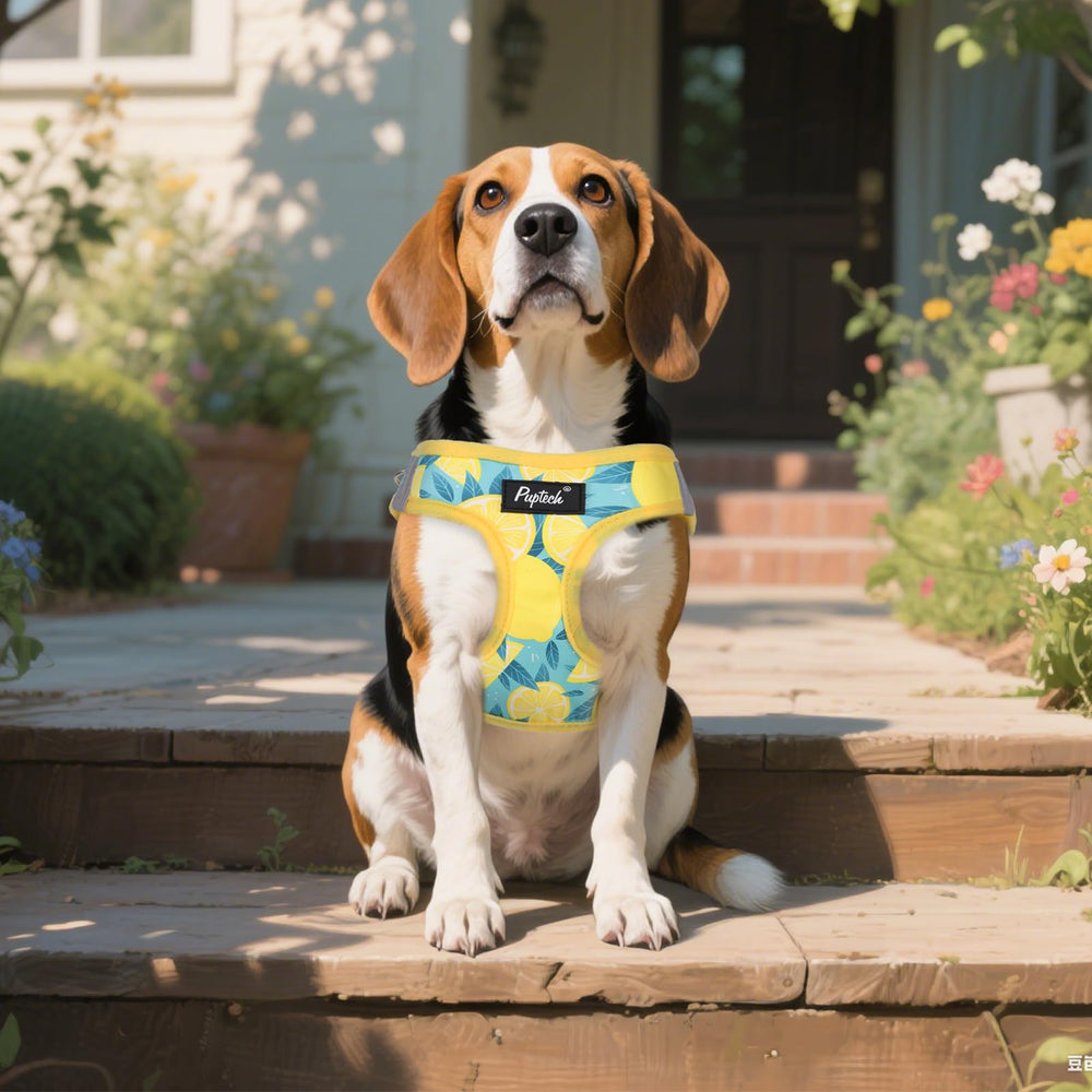 PUPTECK small-dog size chart image guides fit for growth.