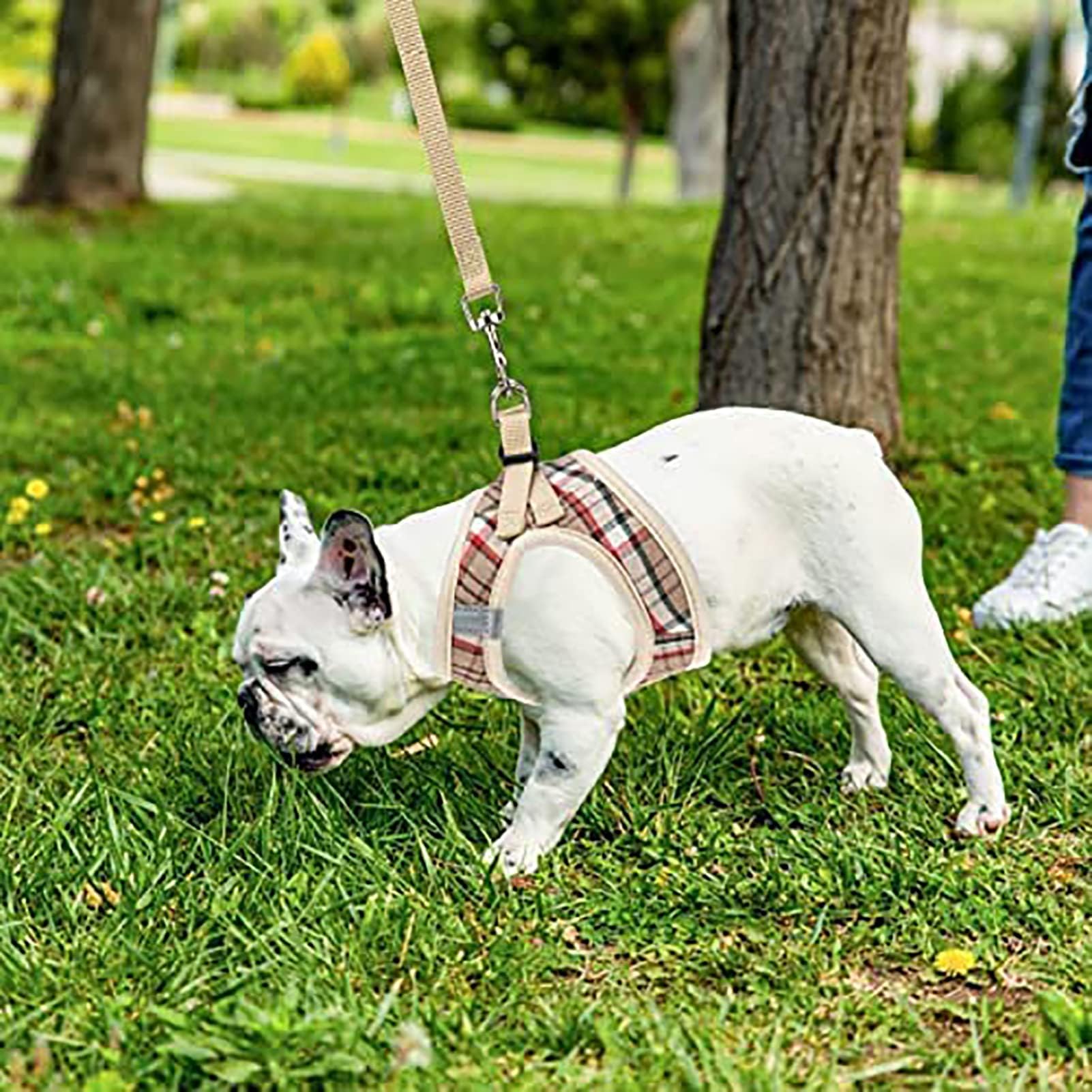 PUPTECK night-time walks are safer with reflective details on the harness.
