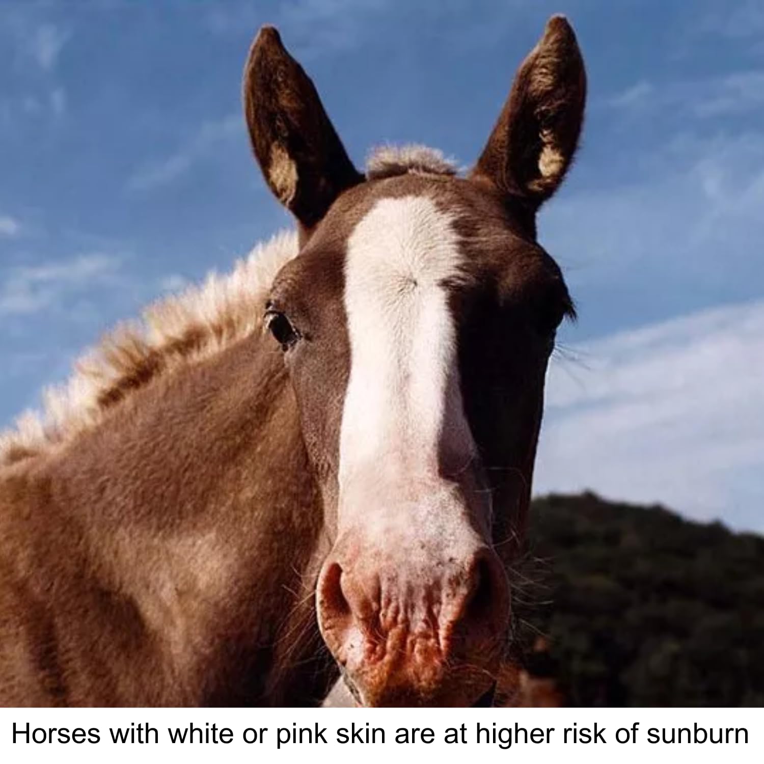 Pure Sole Sun Block Cream is suitable for year-round horse sun care