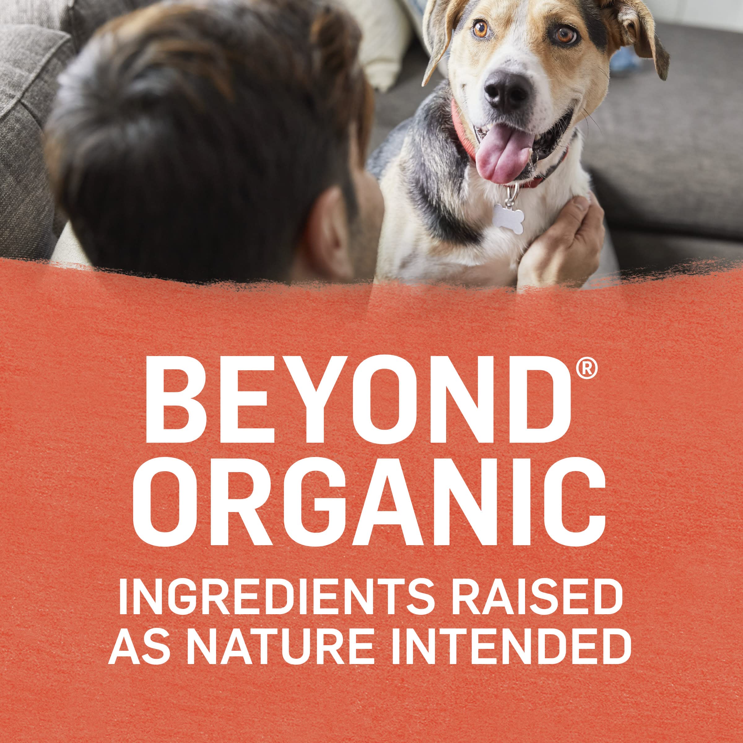 Purina Beyond Organic 12-pack cans for convenient at-home meals
