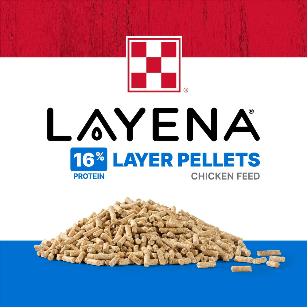 Purina Layena pellets in trough with hen illustrating consistent nutrition access.
