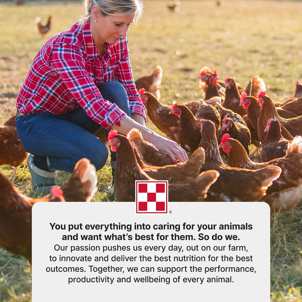 Purina Layena pellets in feeder with hens portraying steady daily routine.