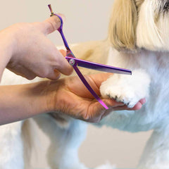 PurpleBird curved thinning shears with blunt tip for safe grooming around face and paws.