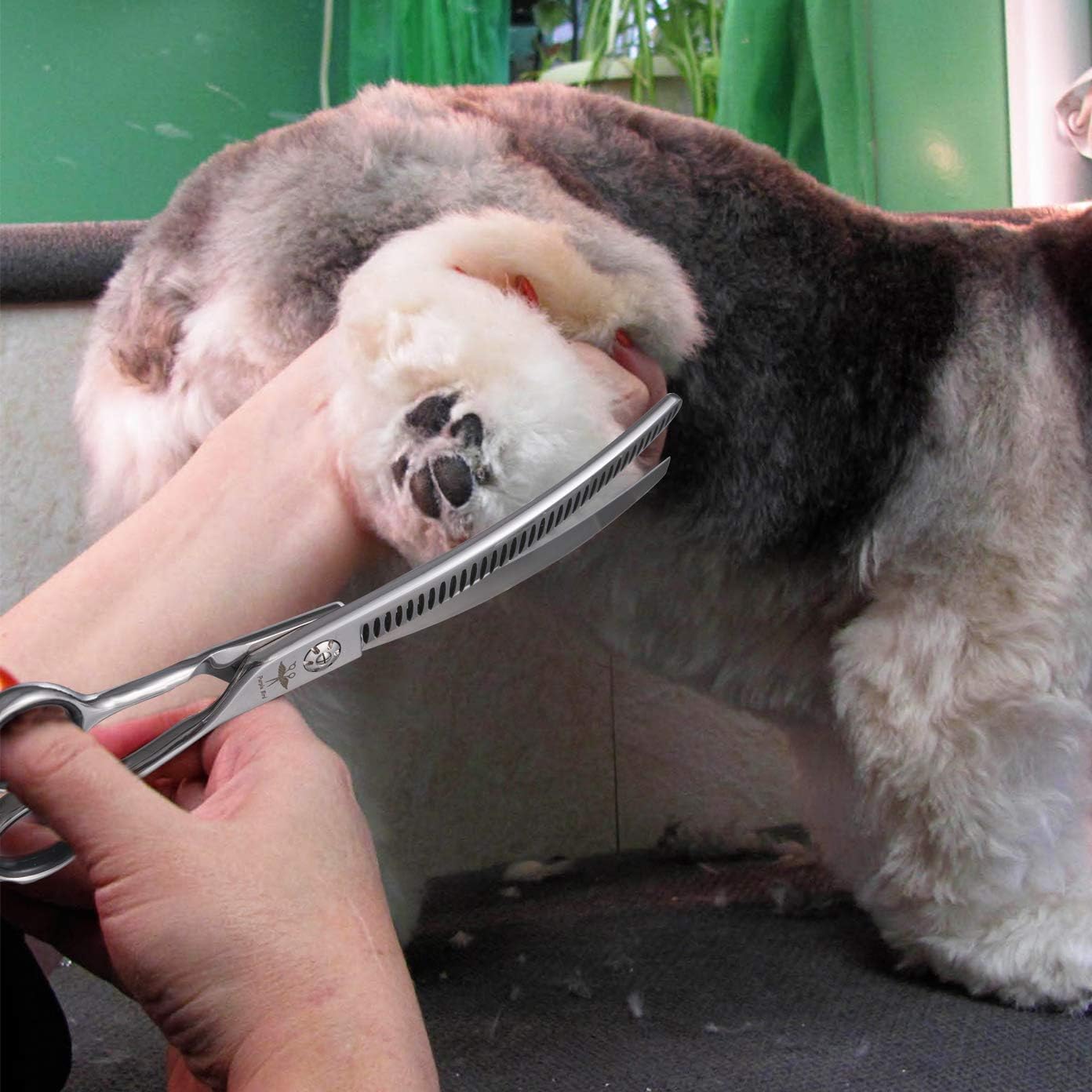 PurpleBird lightweight pet scissors in action for home grooming