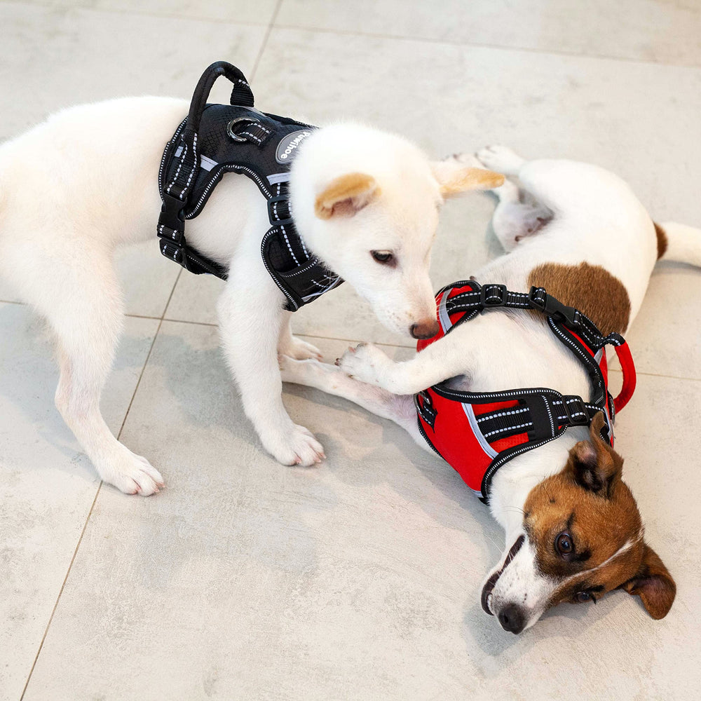 Puwihoe Orange size small harness enhances visibility and fit.