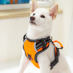 Puwihoe No Pull Harness front clip for guided training and control.
