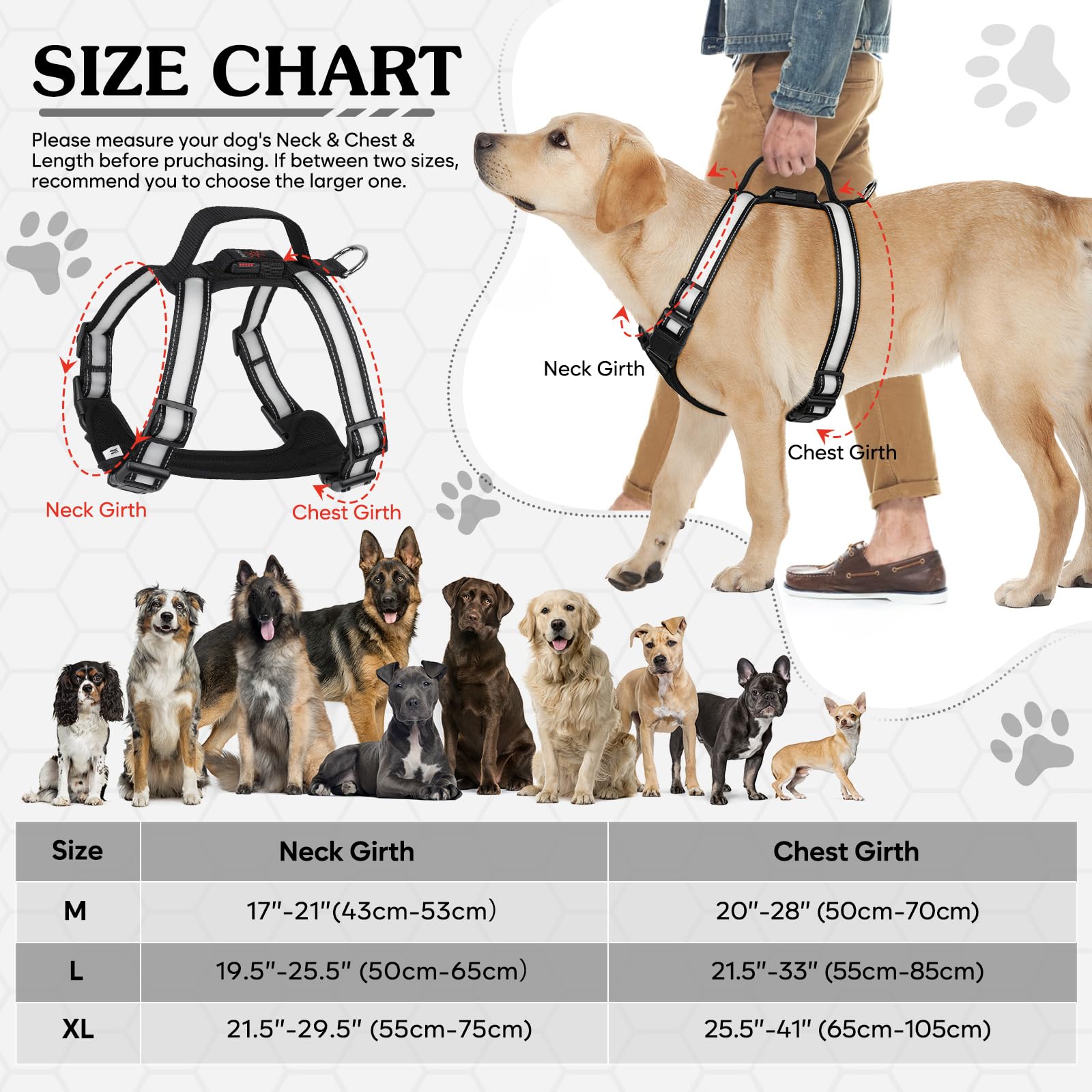 PZRLit D-ring leash attachment ready for jogging and training.