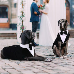 QBLEEV tuxedo back D-ring enables leash attachment in crowded spaces