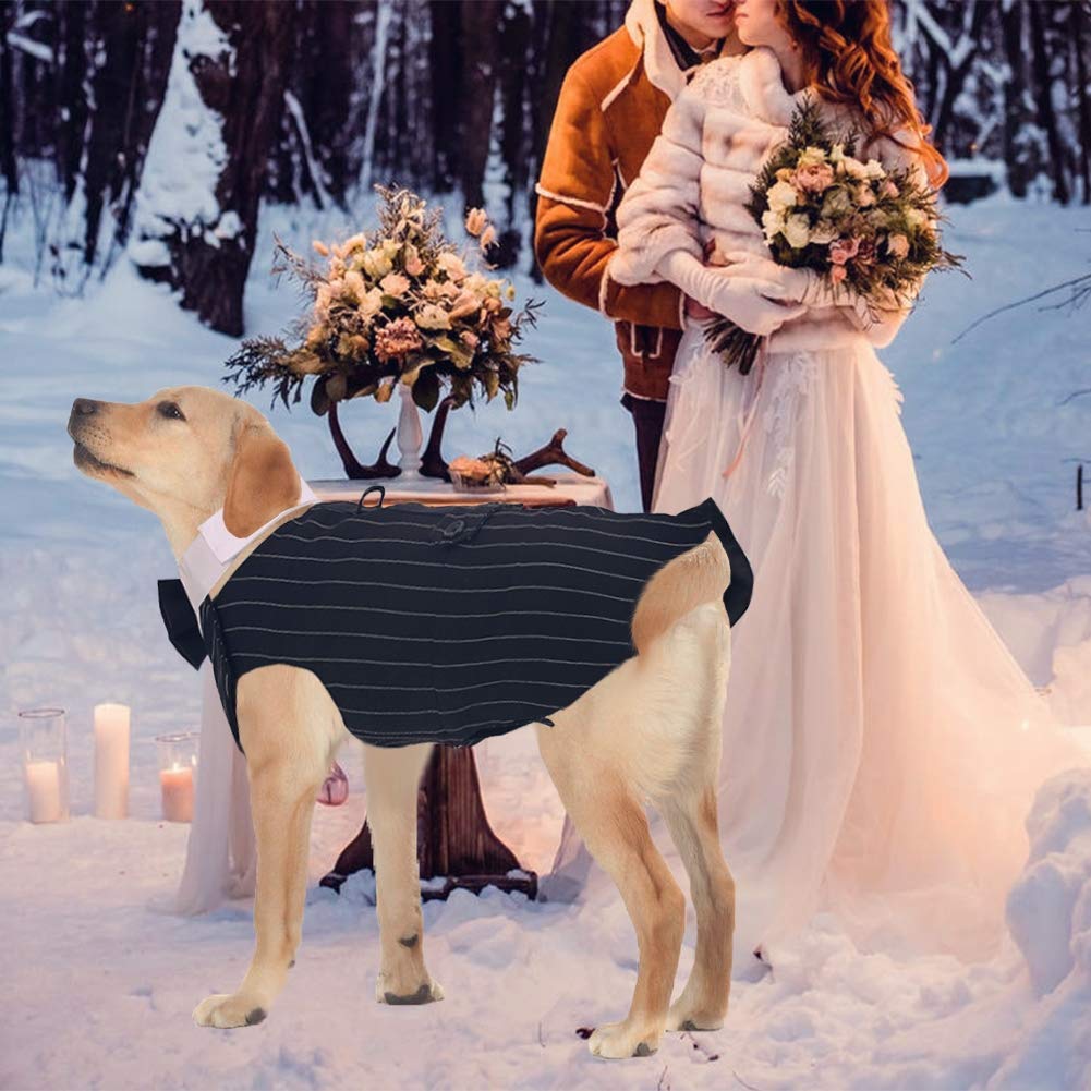 QBLEEV Stripe XL tuxedo on a dog for a wedding photoshoot