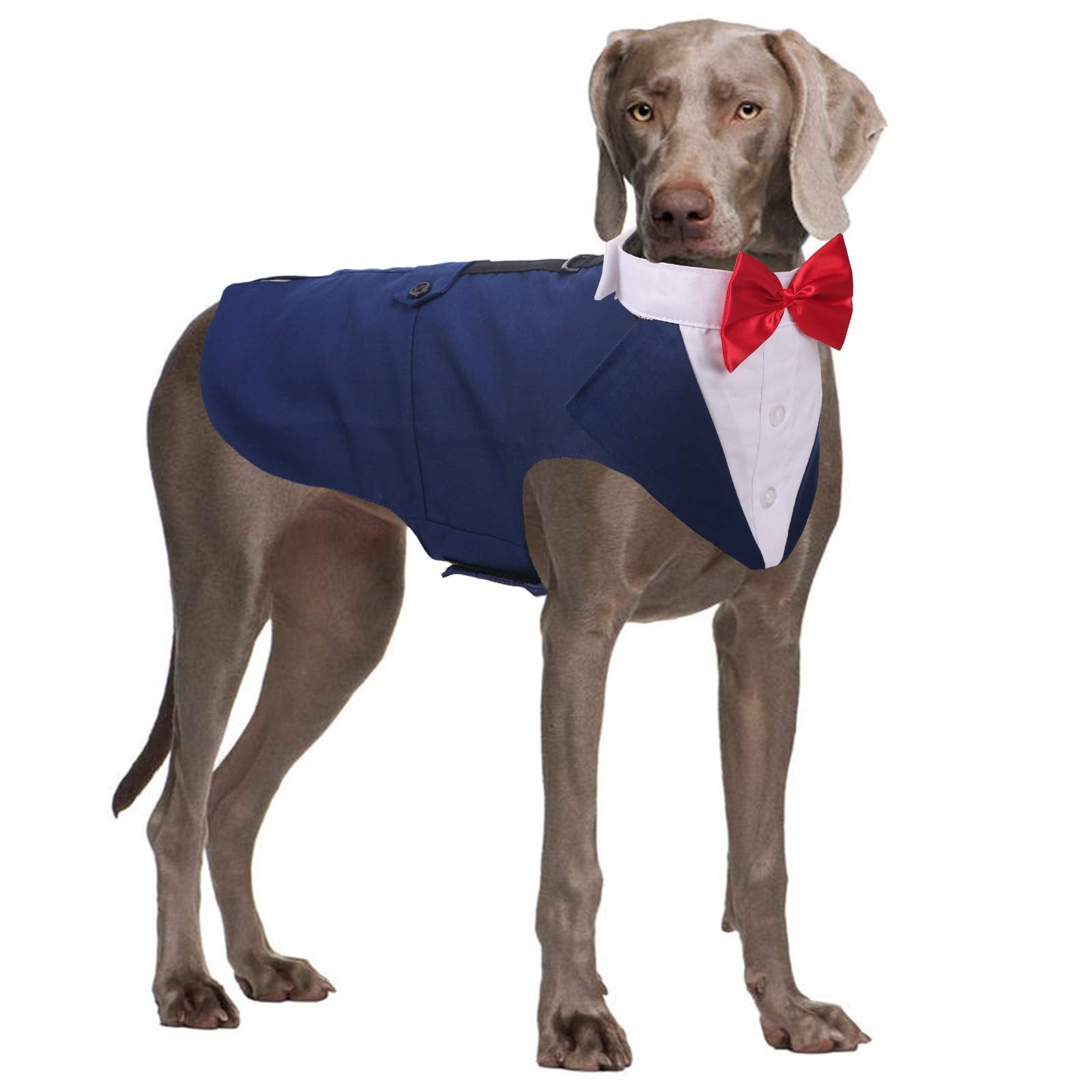 QBLEEV large dog tuxedo front view shows formal style for weddings and photos.