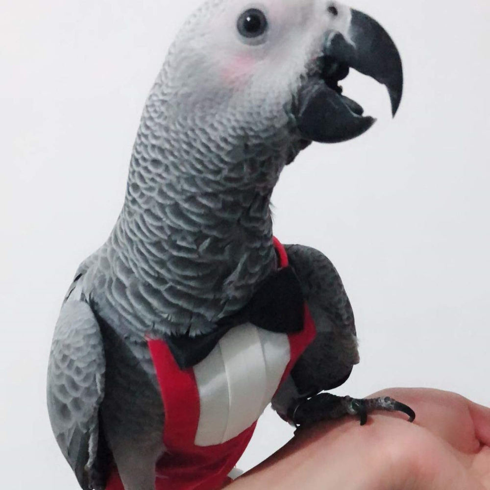 QBLEEV bird wearing outfit outdoors for a photo session