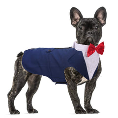 QBLEEV large dog tuxedo blue jacket close-up, ideal for wedding photos