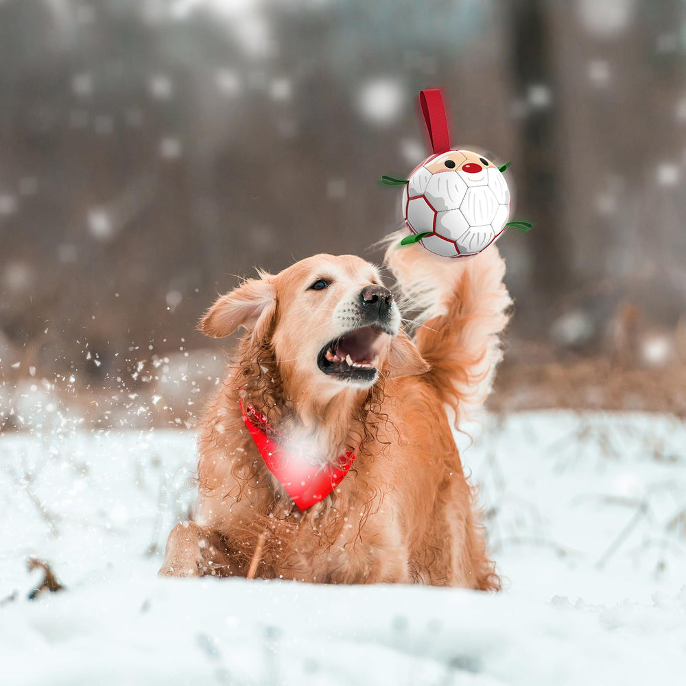 QDAN dog ball with strap enables easy retrieval during interactive fetch.
