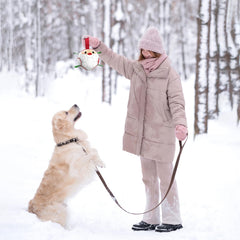 QDAN outdoor dog ball toy for yard, park, or beach play.