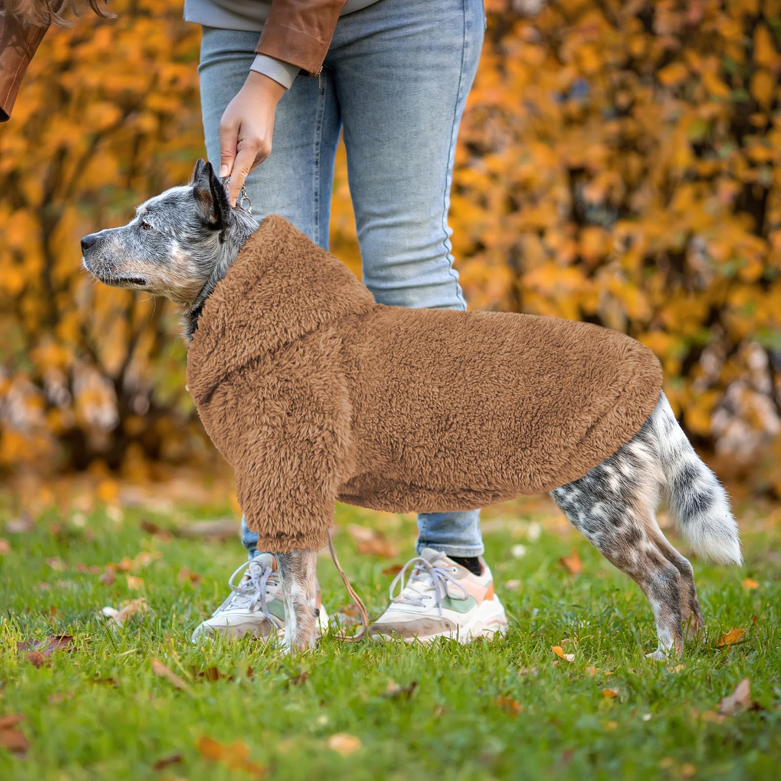 QDYU dog model wearing Coffee-XL hoodie demonstrates real-world fit and style