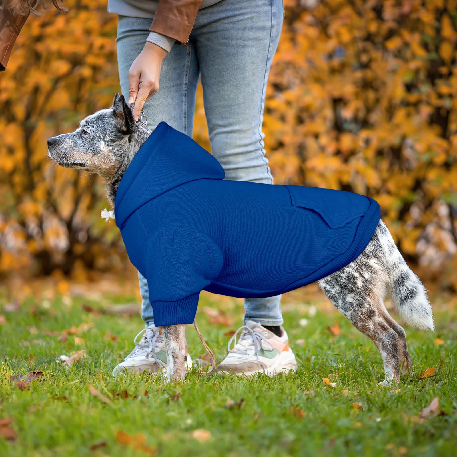 QDYU dog sweater blue xl size chart display helps find the right fit