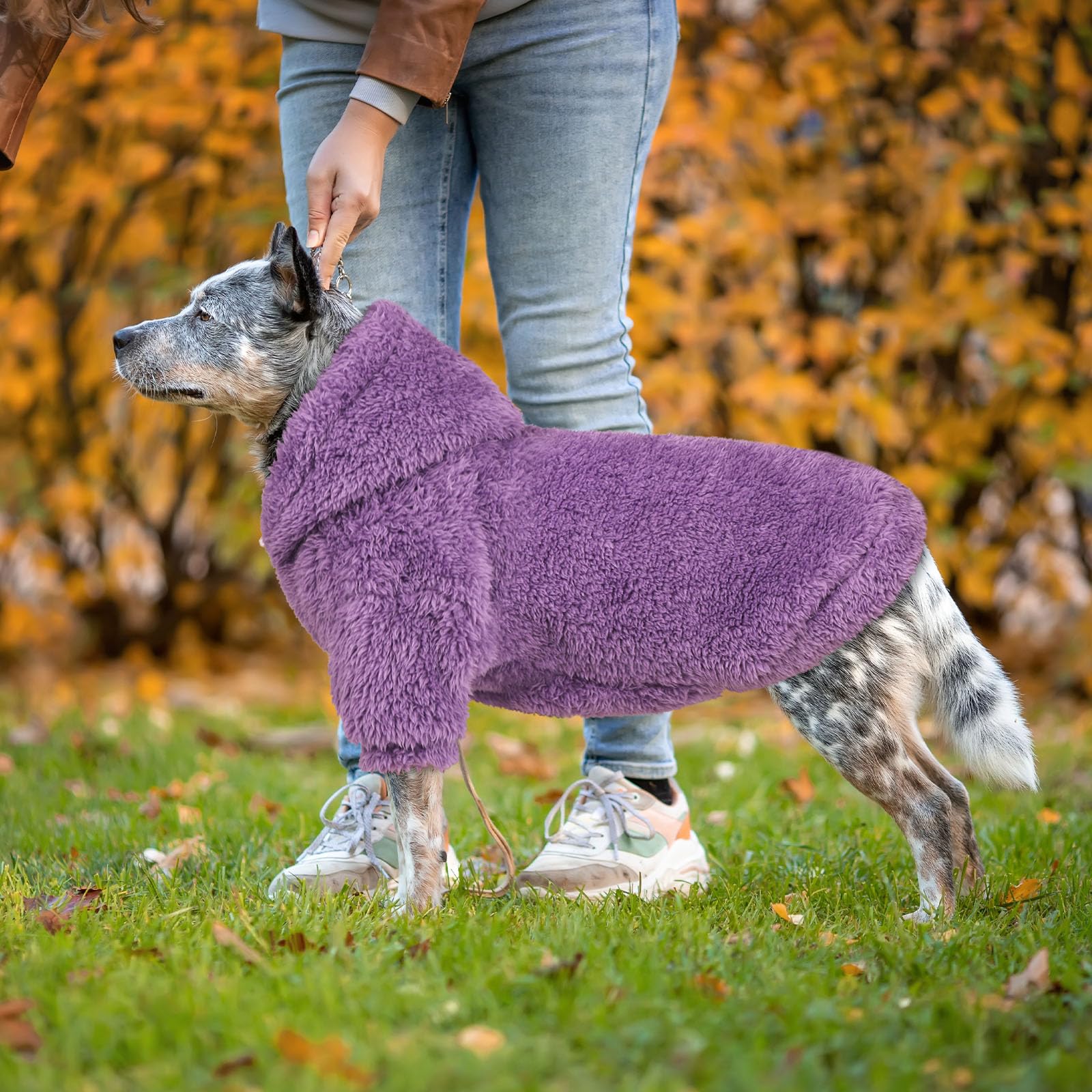 QDYU dog wearing hoodie demonstrates cozy everyday wear and comfort.