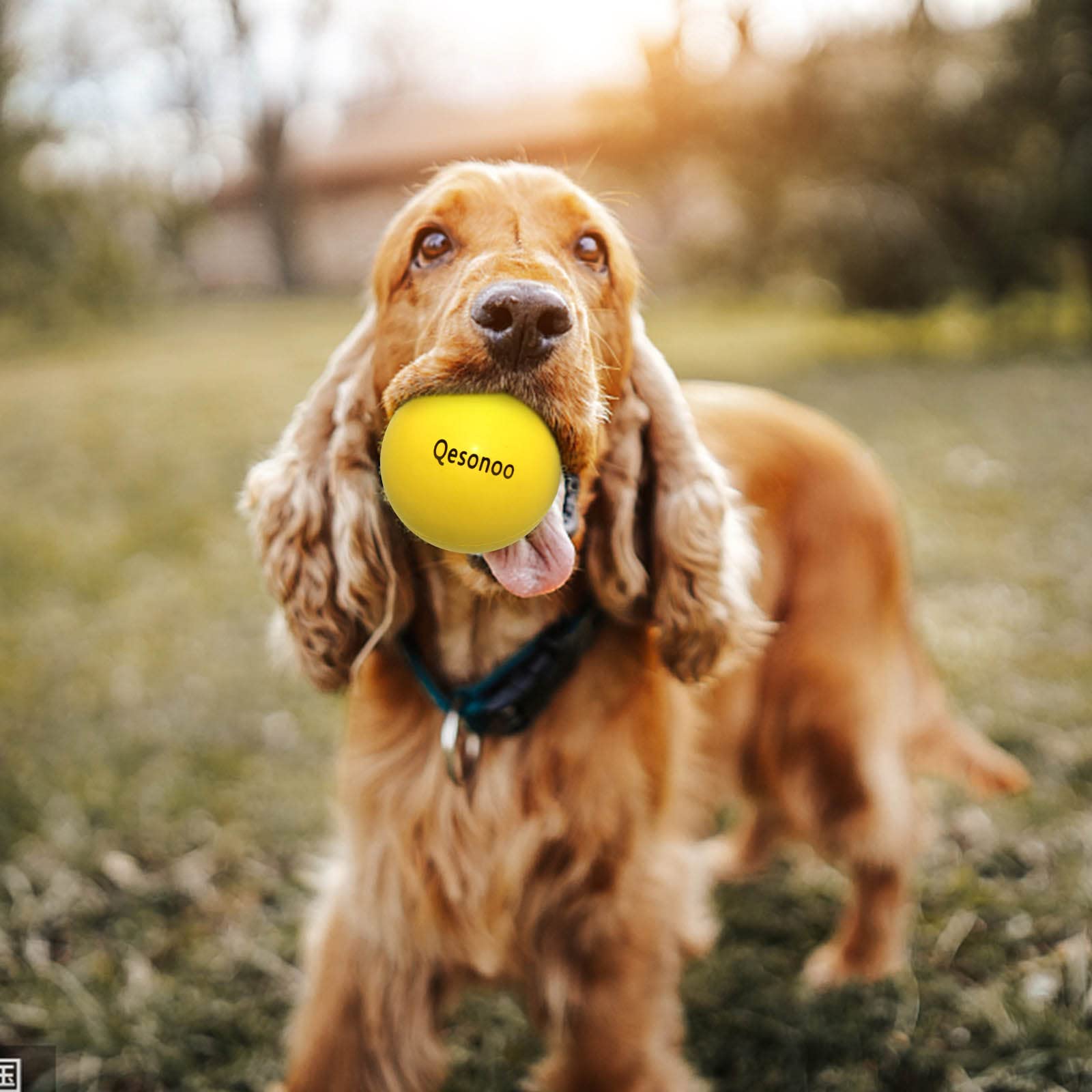 Qesonoo dog ball bounce-yellow demonstrates high elasticity for longer throws