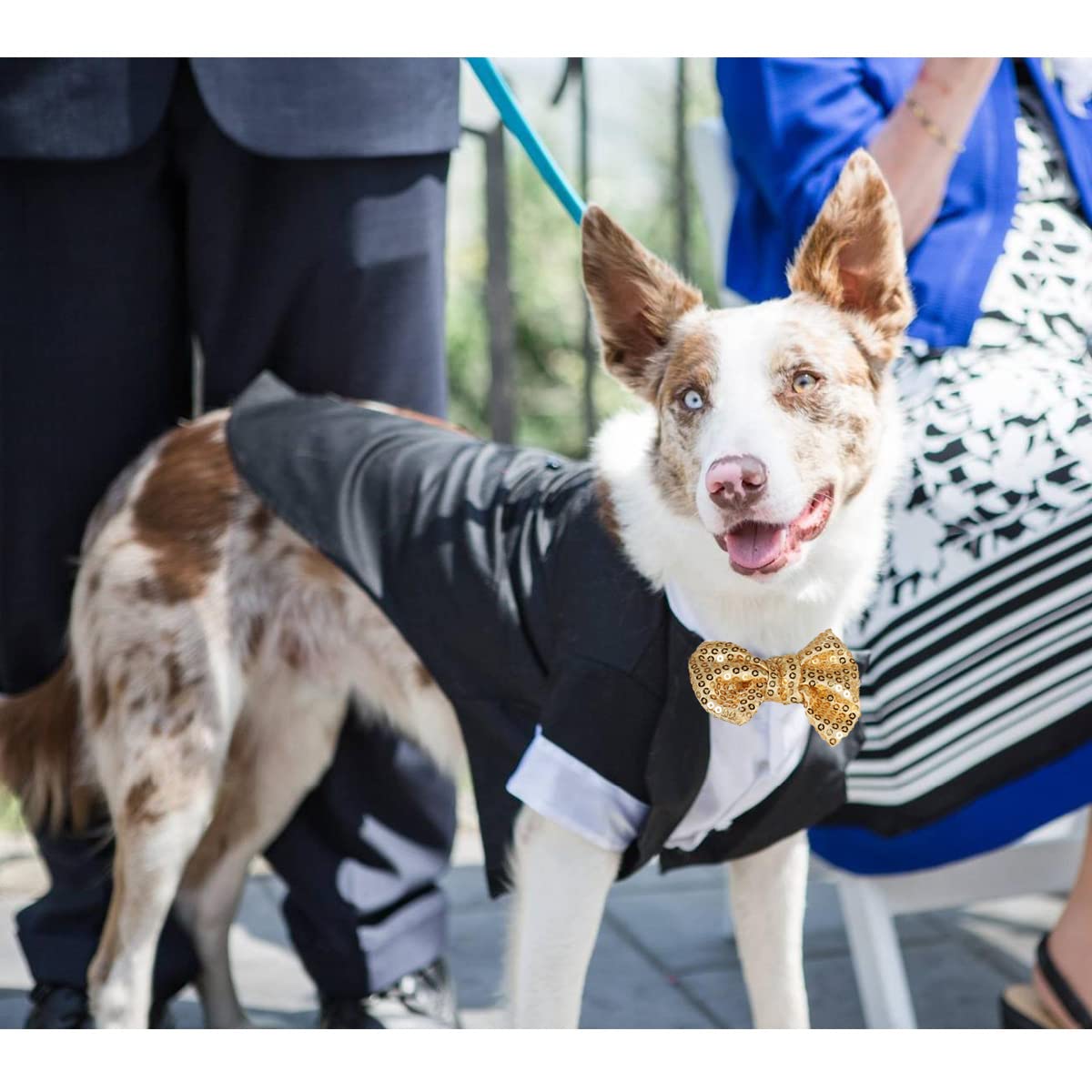 Qidelong cat tuxedo worn for wedding-ready formal look