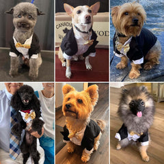 Qidelong dog tuxedo easy-on-off design for quick dressing