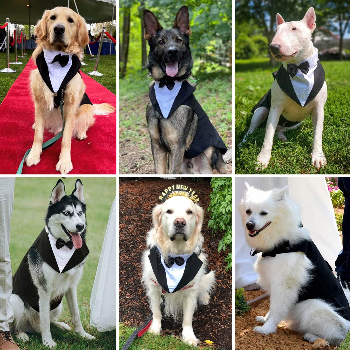 Dog wearing Qidelong tuxedo at wedding or party.
