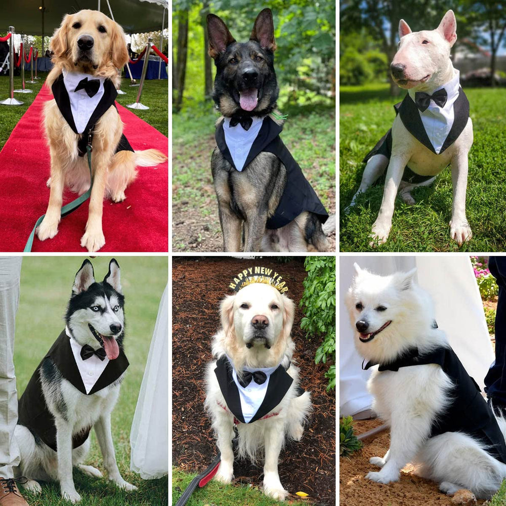 Dog wearing Qidelong tuxedo at wedding or party.