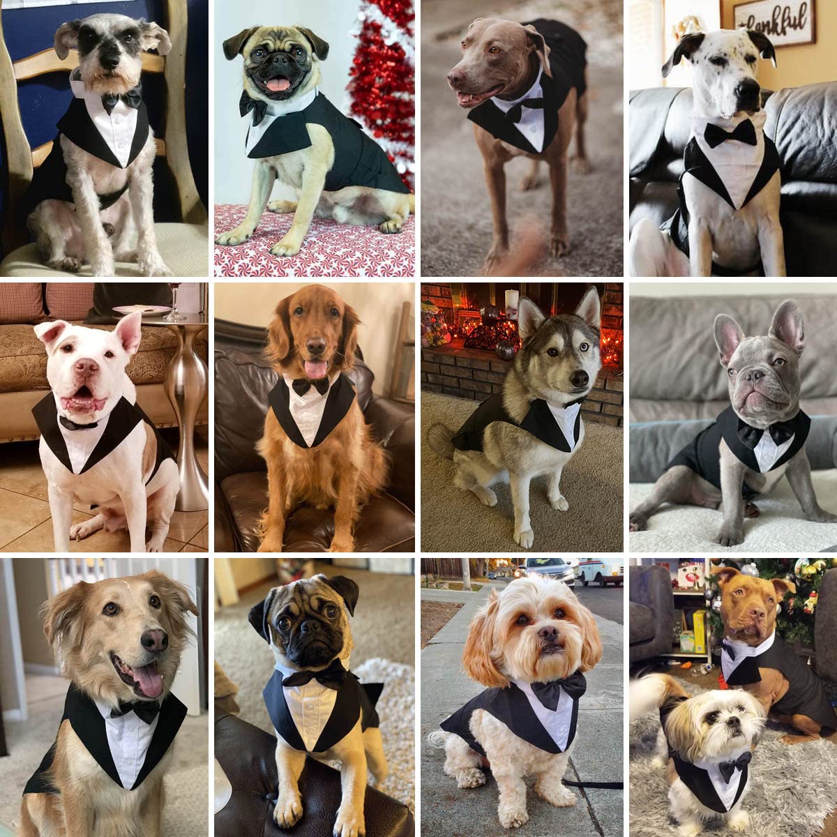 Qidelong dog tuxedo size chart with chest and back measurements.
