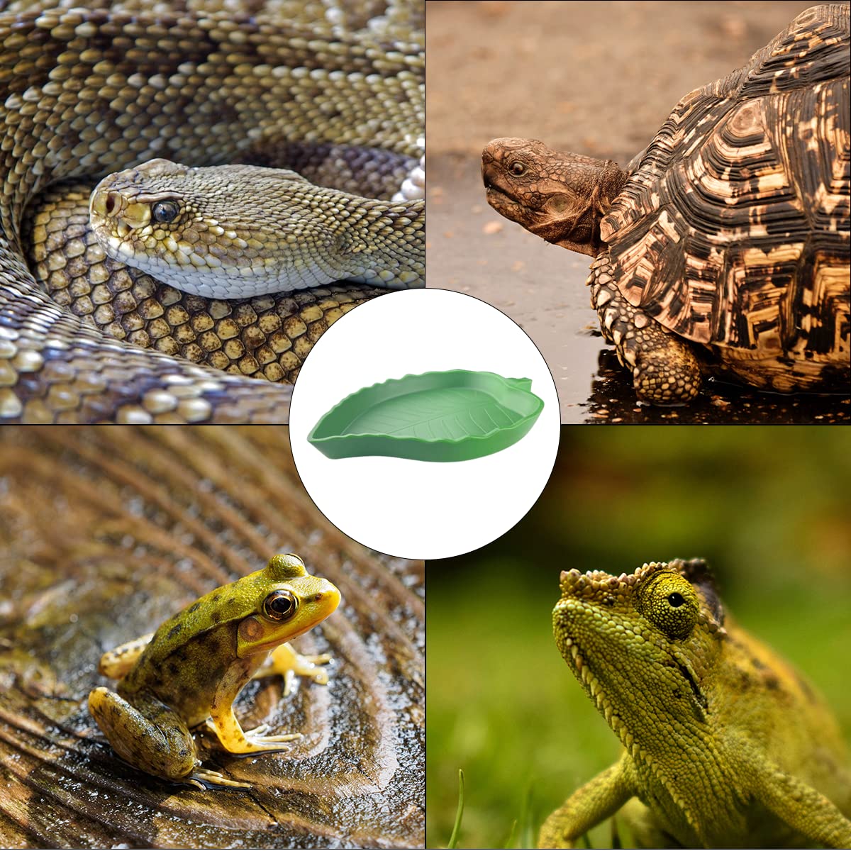 Quaocens reptile water bowl set helps organize habitat accessories efficiently.