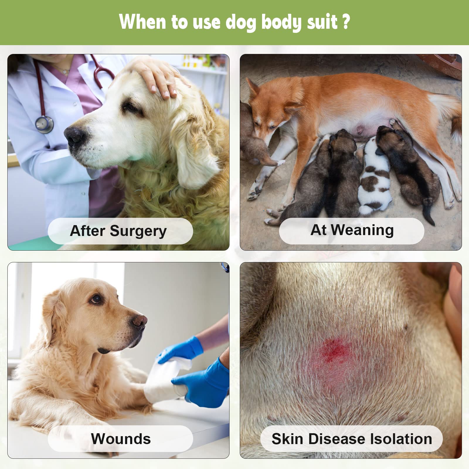 QUEARN breathable dog recovery suit green stripes shown on a relaxed dog after procedure