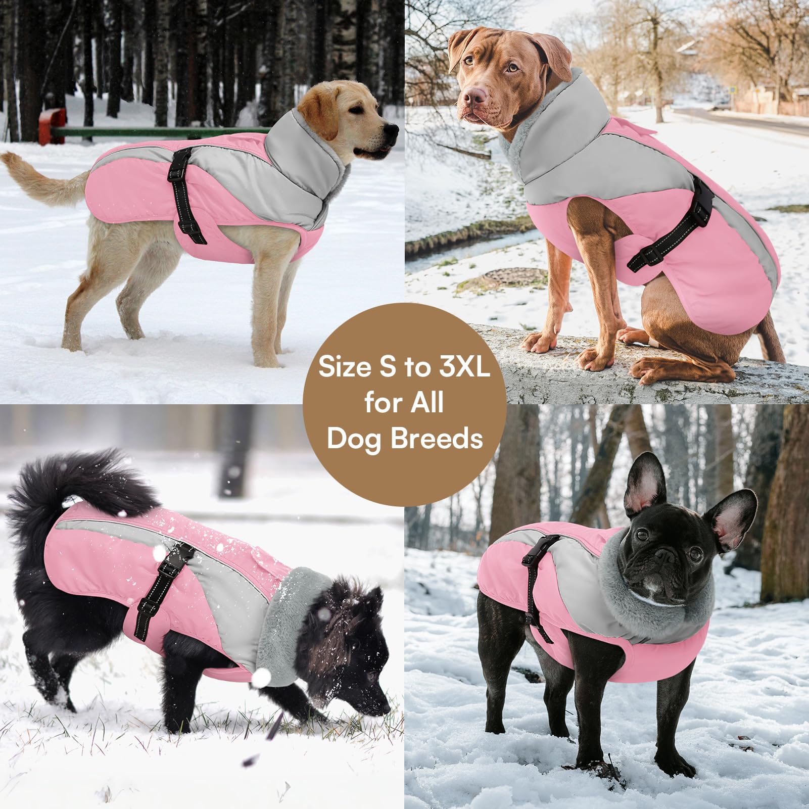 Queenmore dog coat buckle detail highlights quick on-off convenience.