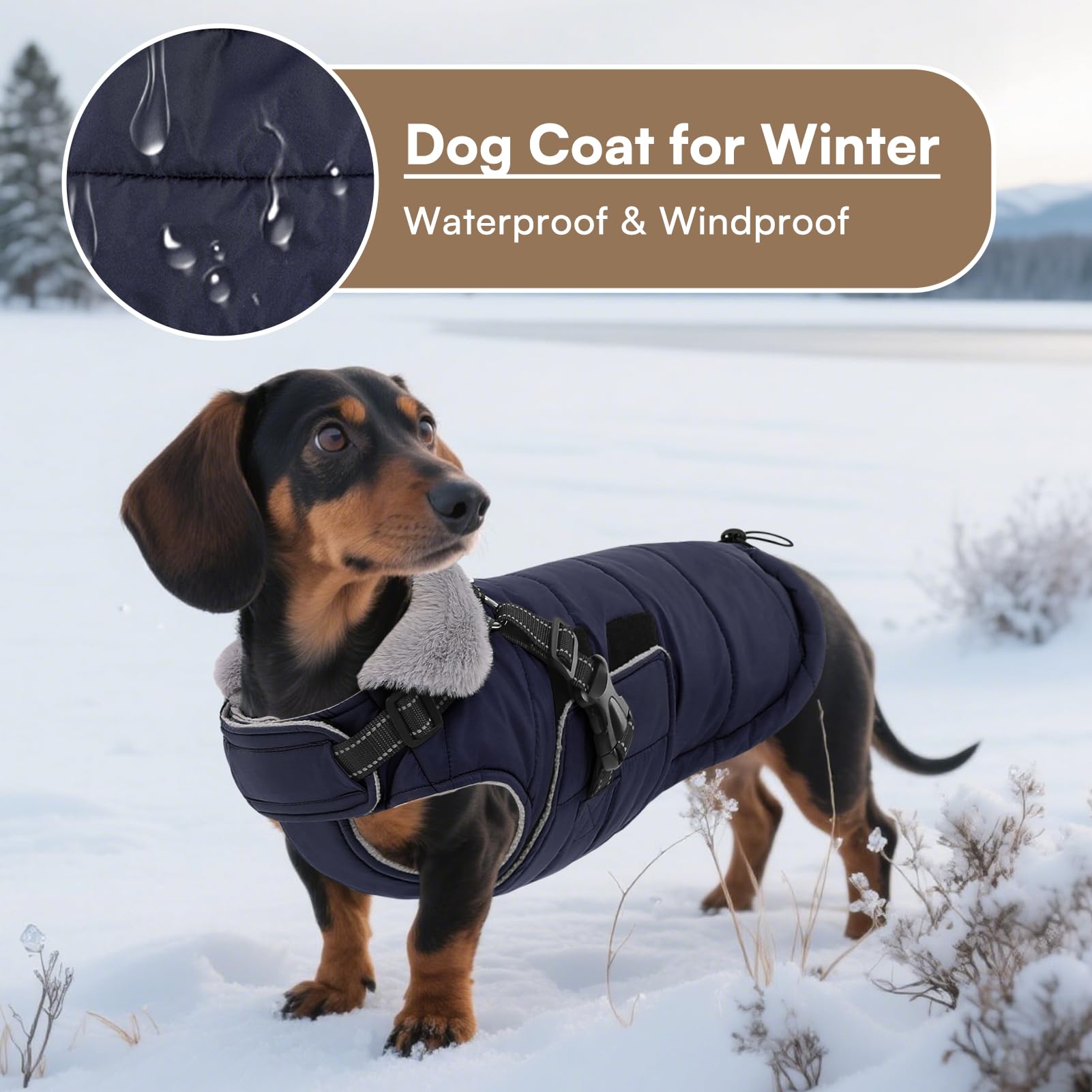 Queenmore built-in harness with buckle enables secure leash attachment.