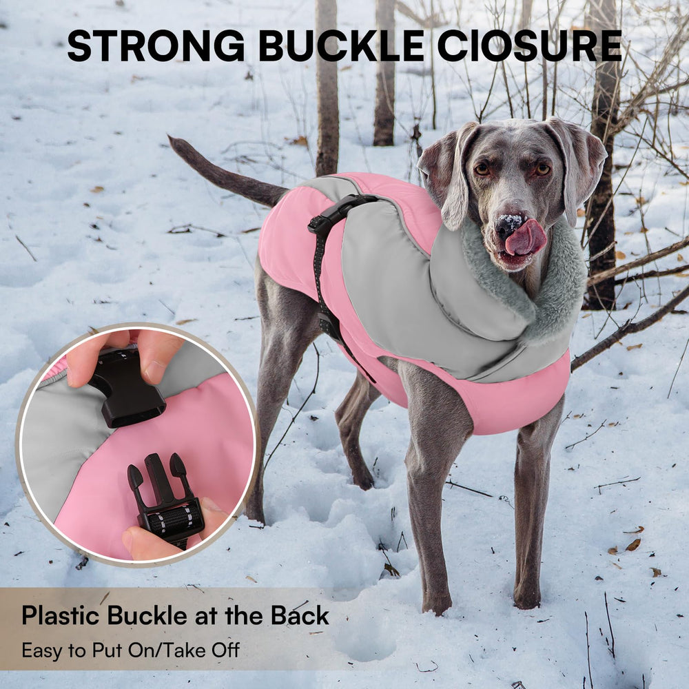 Queenmore dog coat on snowy walk demonstrates versatile daily wear.