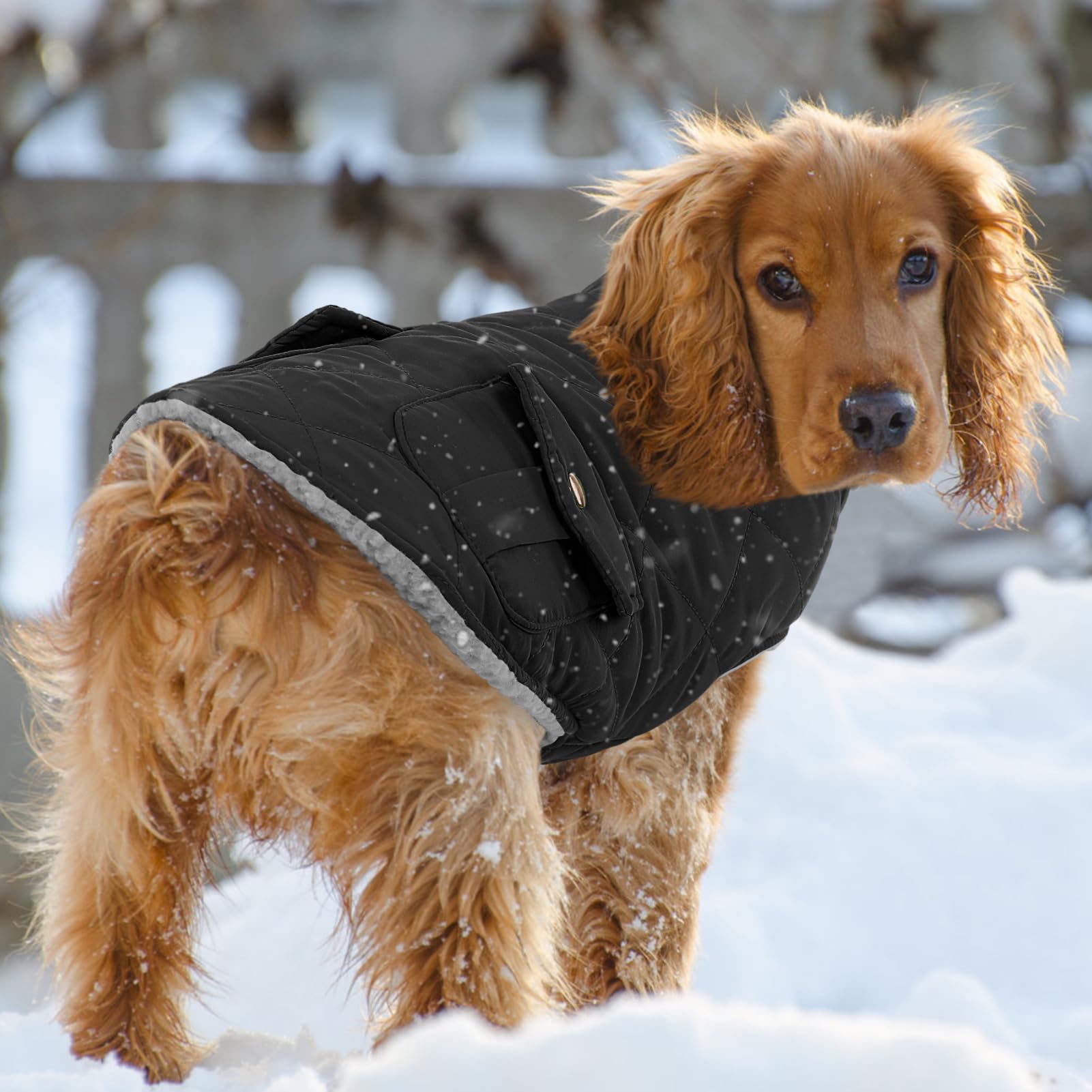 Queenmore easy-on closure design makes dressing quick and stress-free for dogs.