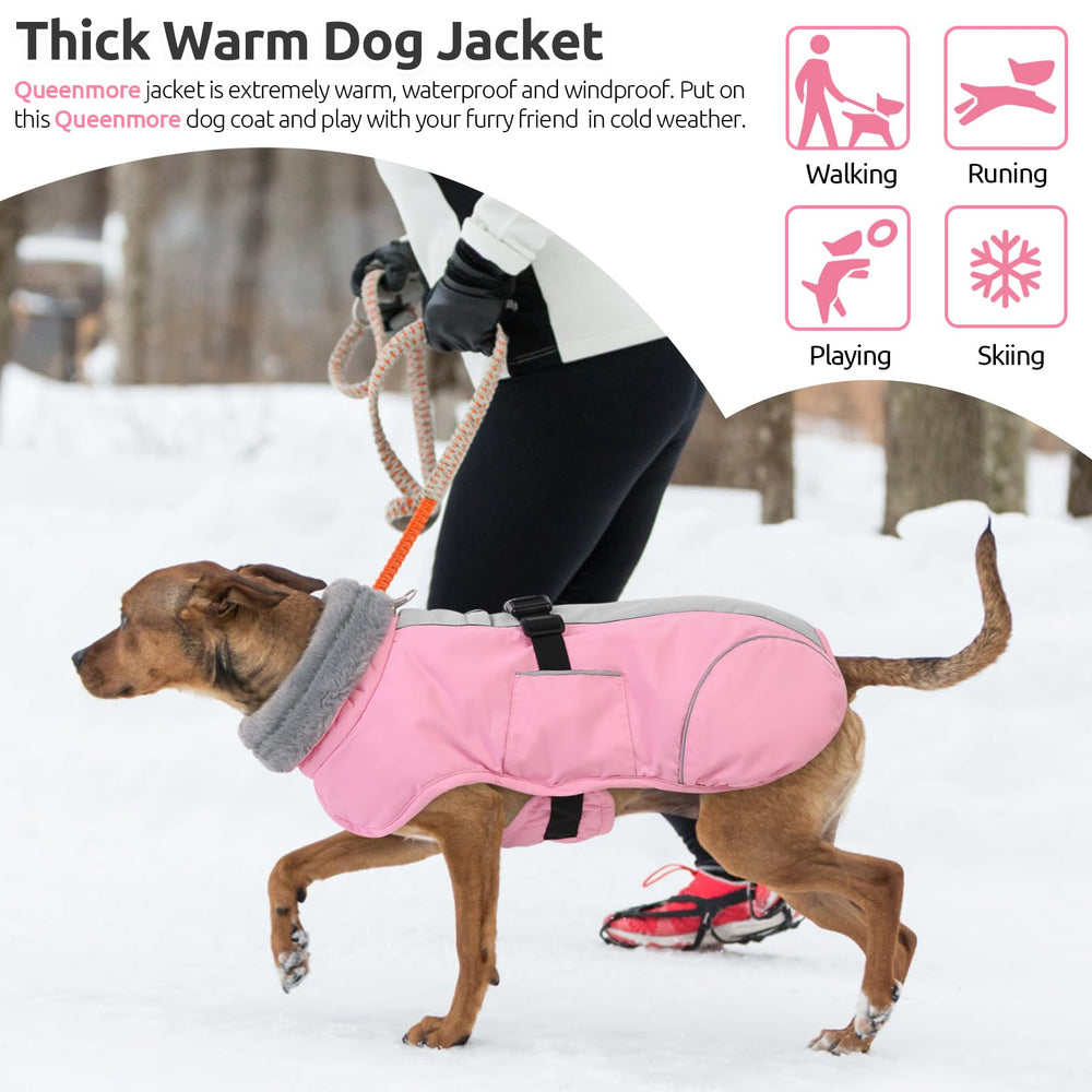 Queenmore dog jacket designed for outdoor activities like jogging and camping.