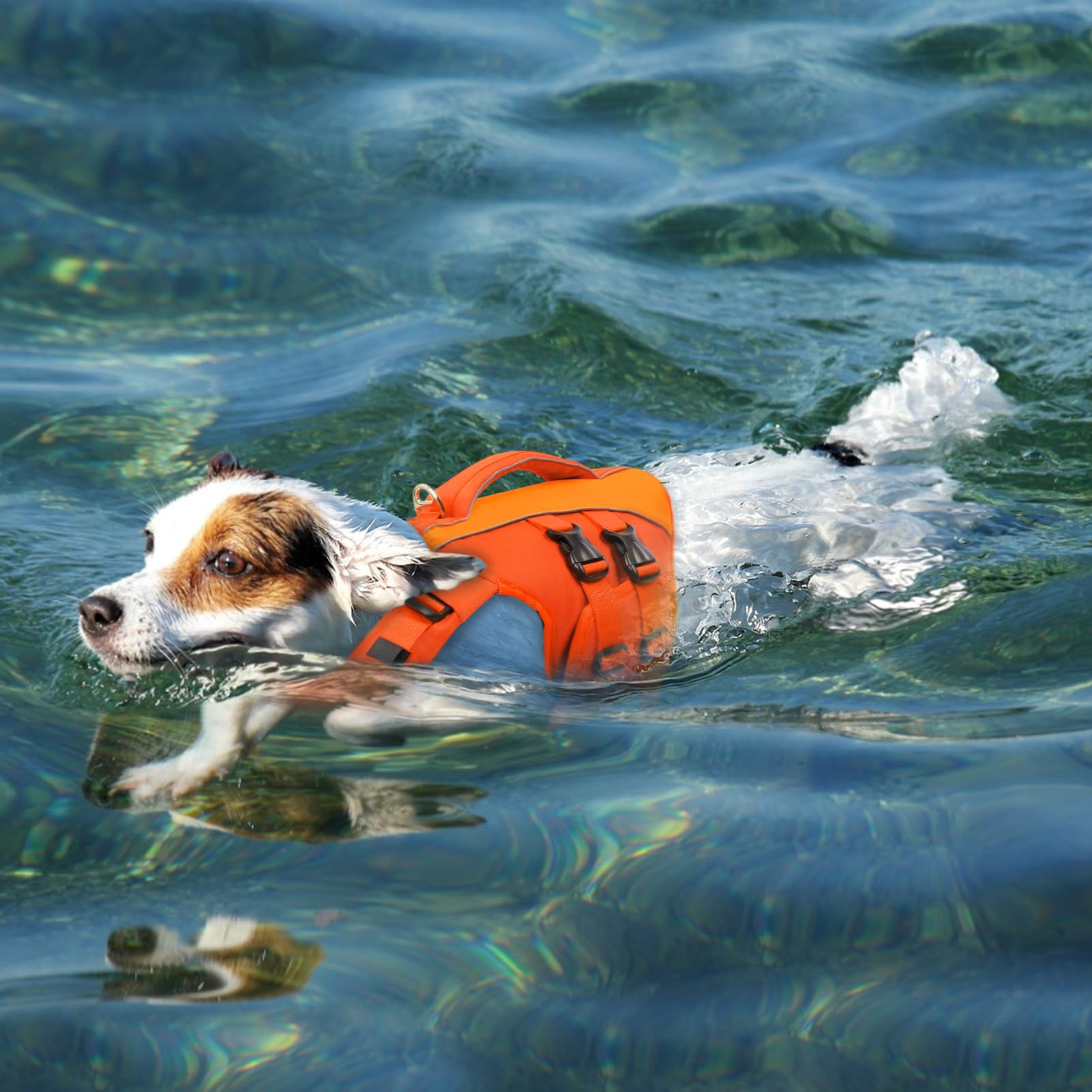 Queenmore size M life jacket fits medium dogs securely
