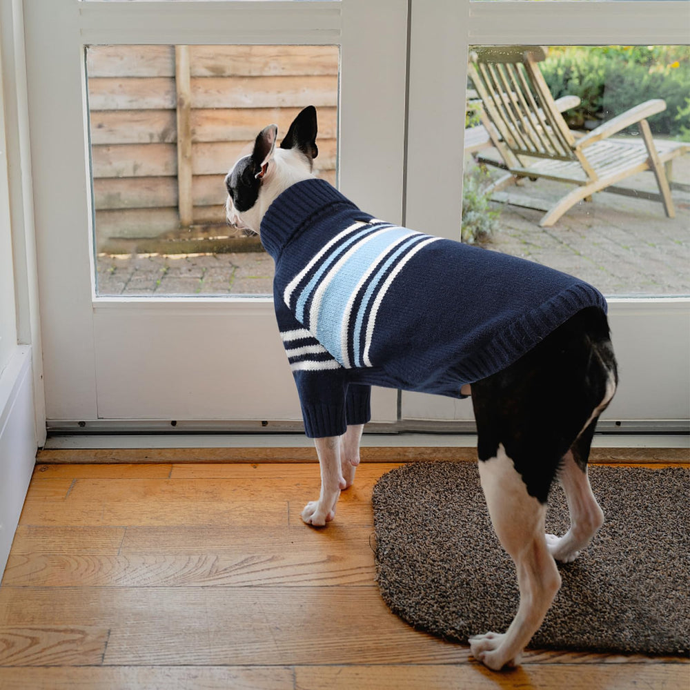 Queenmore navy blue knit sweater on a playful pup for everyday wear