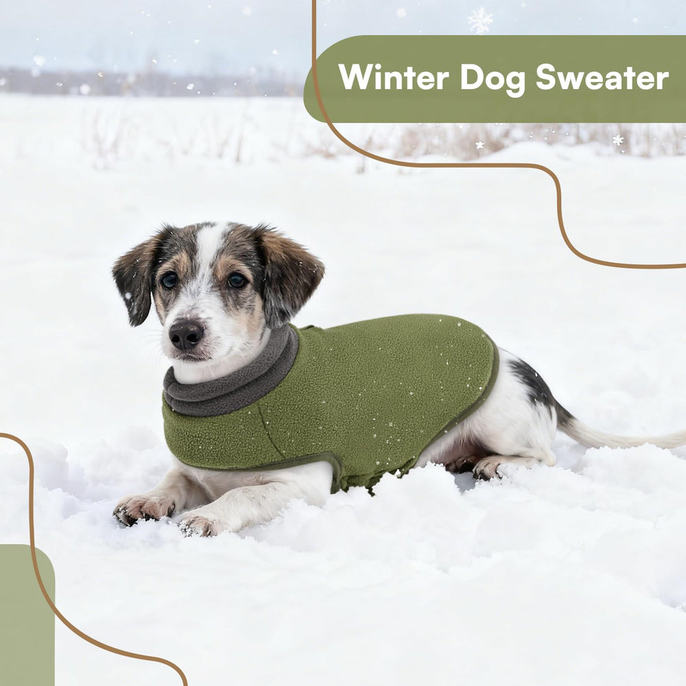Queenmore Dog Sweater demonstrates kitten-friendly warmth and comfort.