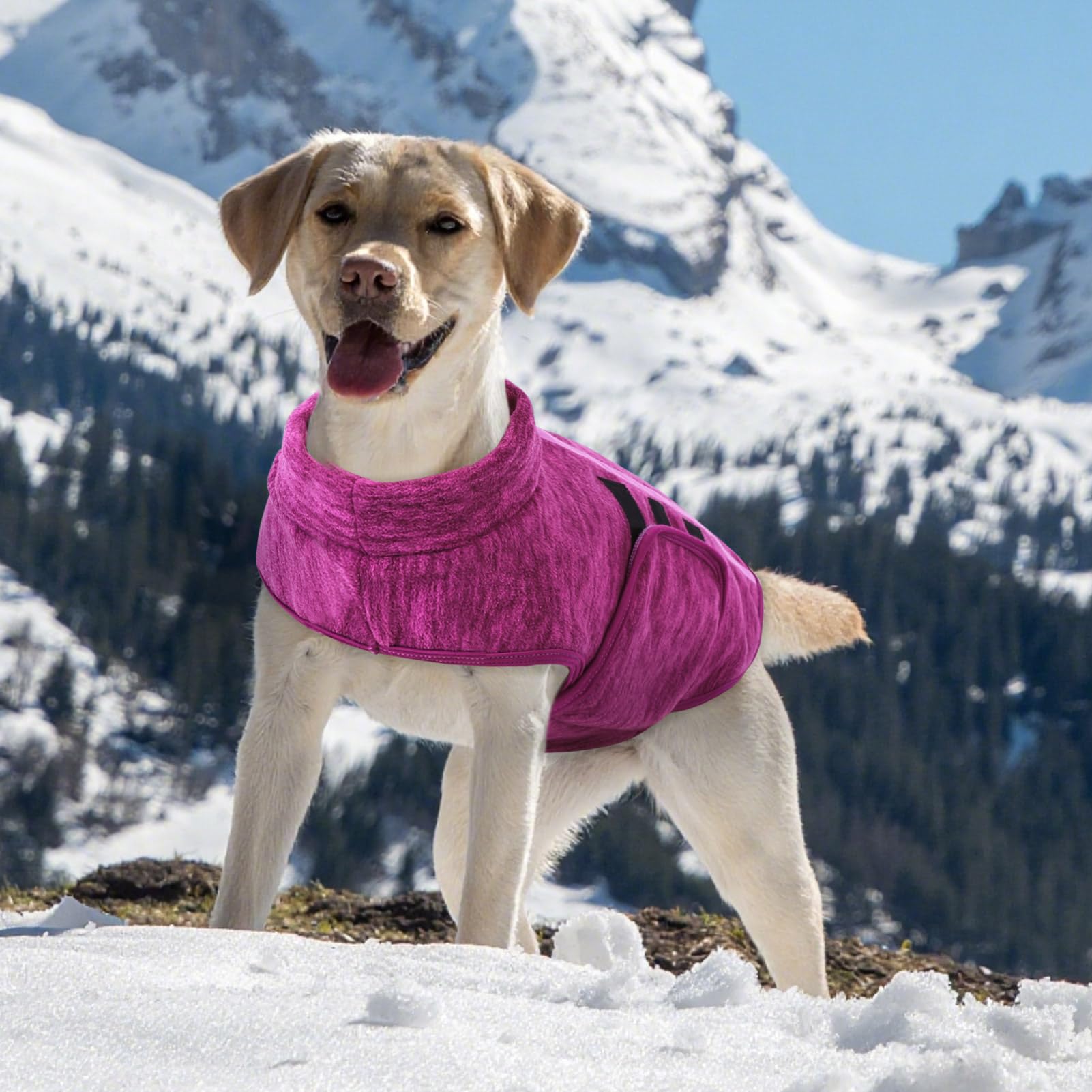 Queenmore dog sweater in Cationic Berry with decorative ribbons for style