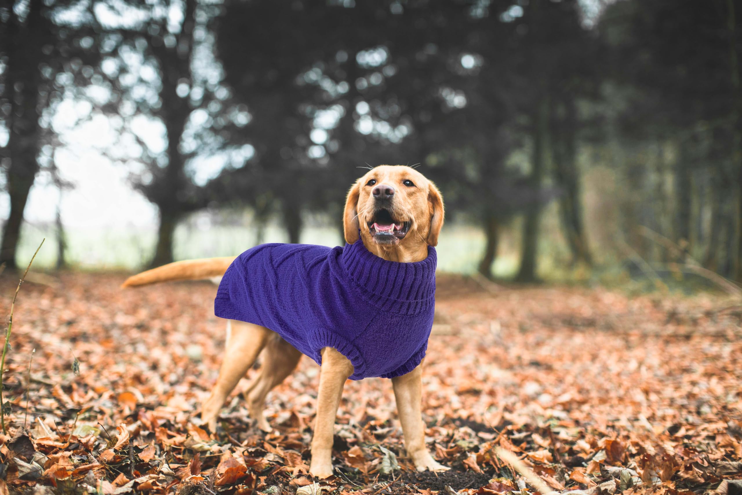 Queenmore dog sweater size chart covers XS to XL for versatile breeds.