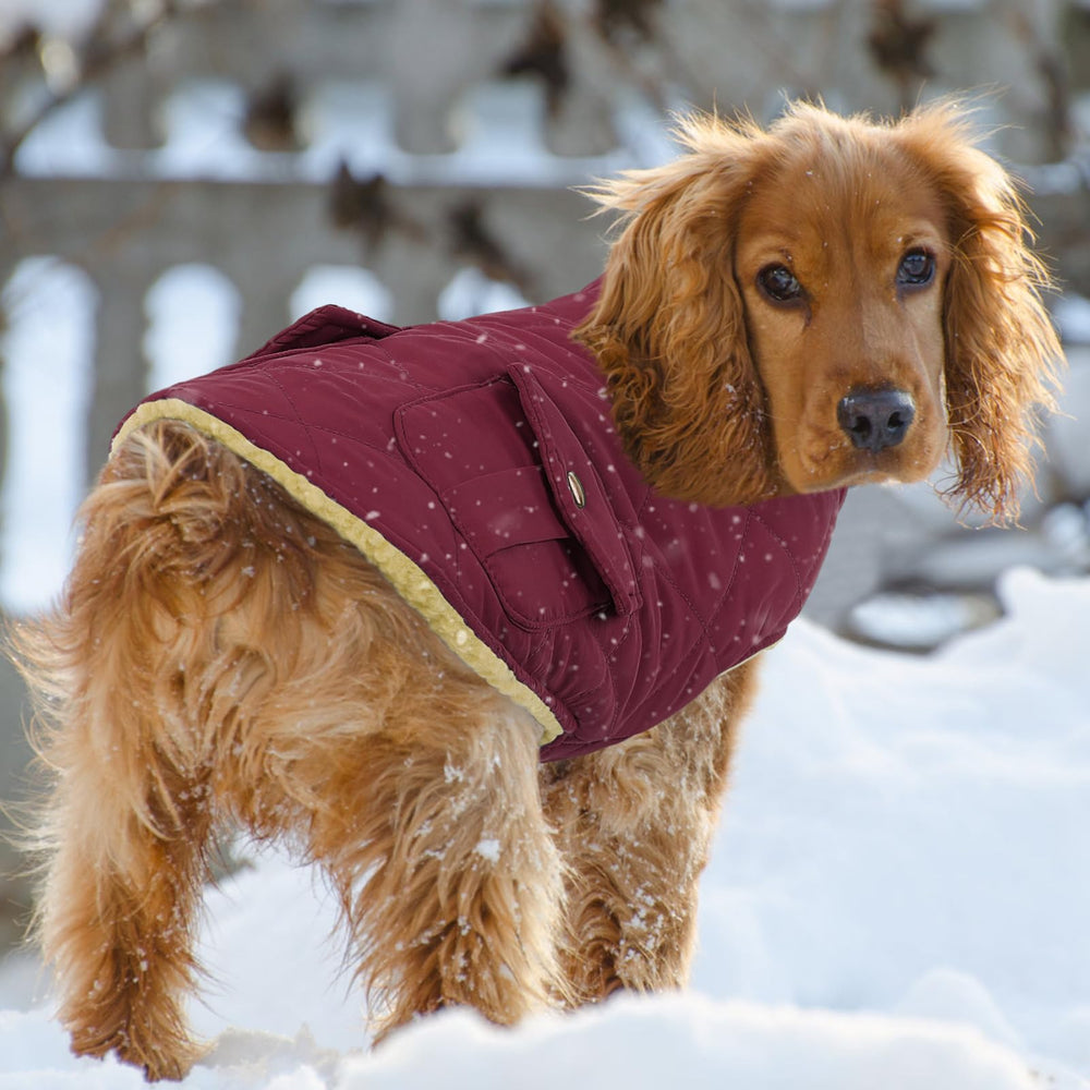 Queenmore dog winter coat on dog burgundy showcases practical and stylish cold-weather protection