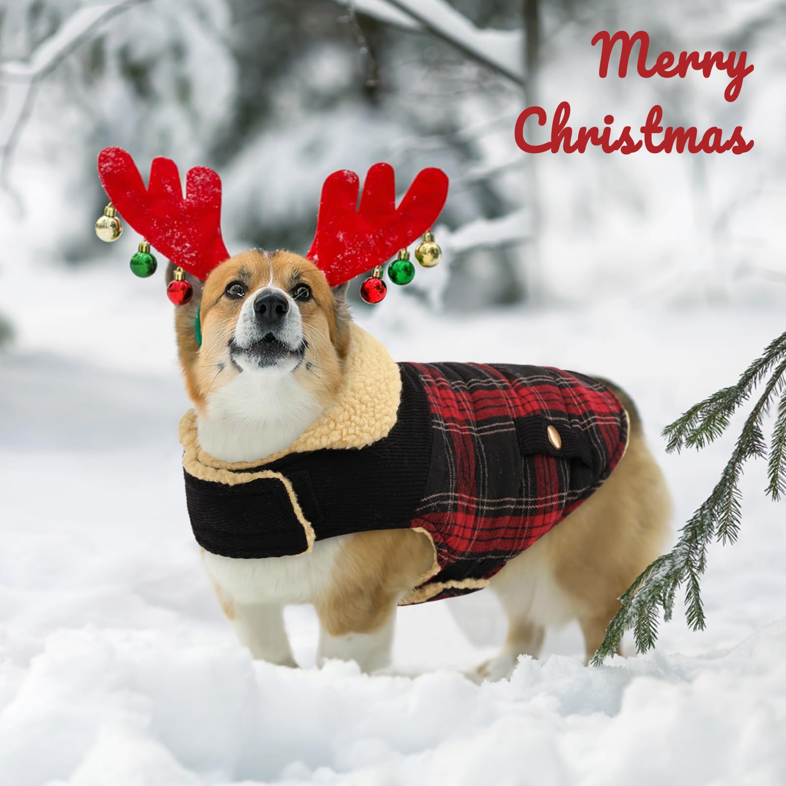 Queenmore coat size chart mid-range sizes for small to medium dogs.