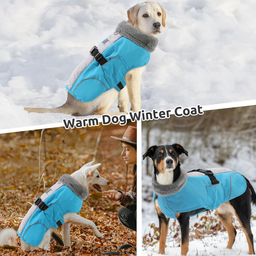 Queenmore outdoor-dog-winter-activity coat supports dogs during snow runs.