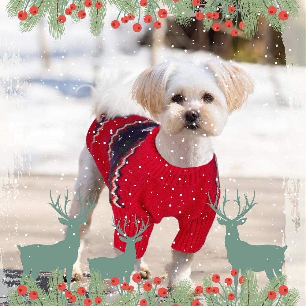 Queenmore puppy sweater red knit ideal for Chihuahuas and Pugs.