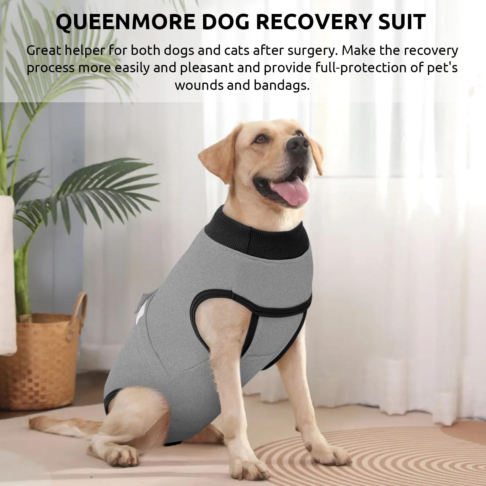 Queenmore recovery-suit-color-pattern-rose-red-blue highlights stylish daily wear for pets.