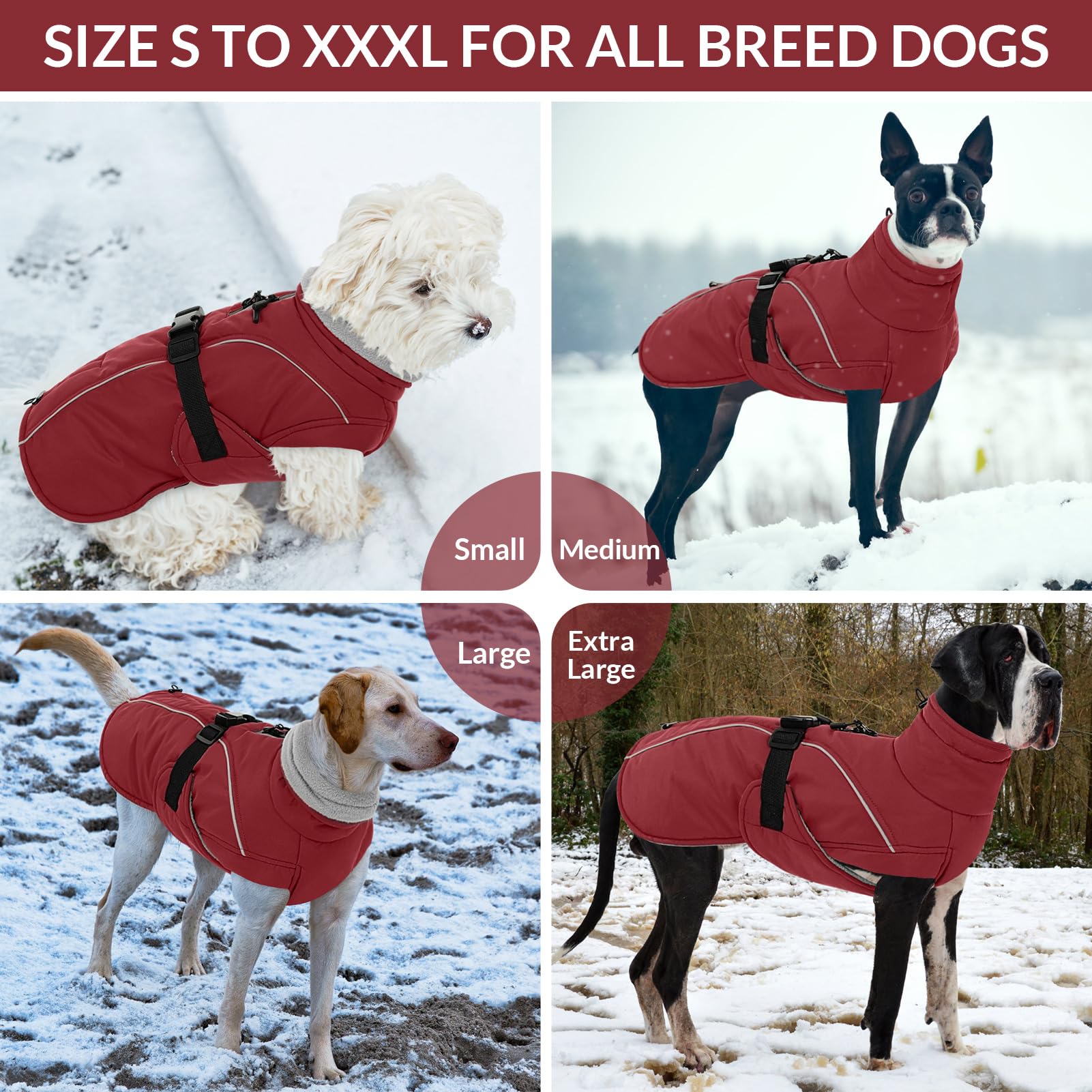 Queenmore red winter parka worn by small dog on a snowy hike